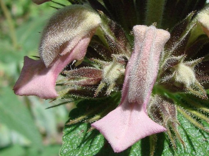 Phlomis samia