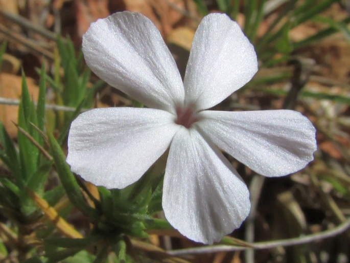 Phlox austromontana