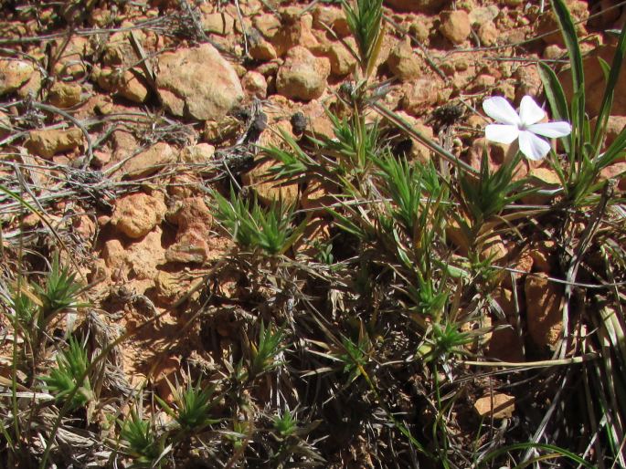 Phlox austromontana