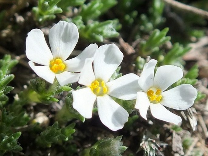 Phlox hoodii