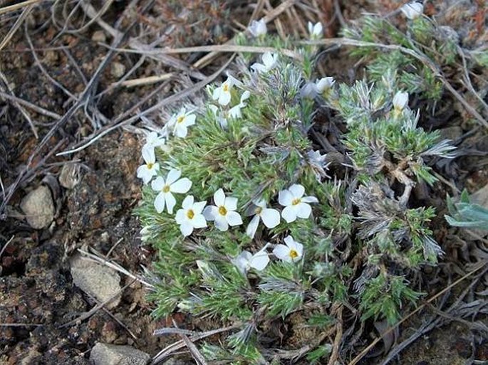 Phlox hoodii