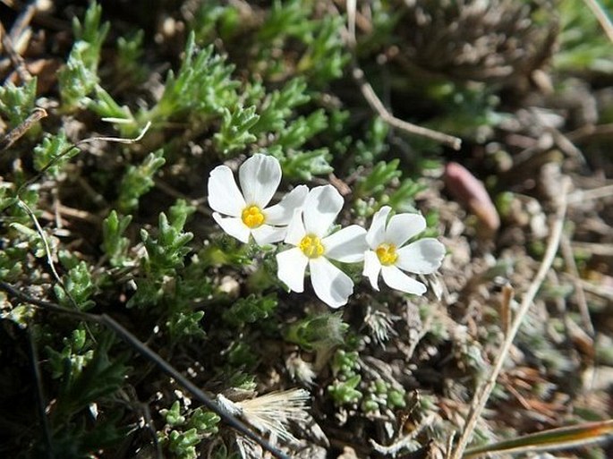 Phlox hoodii