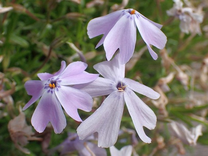 Phlox subulata