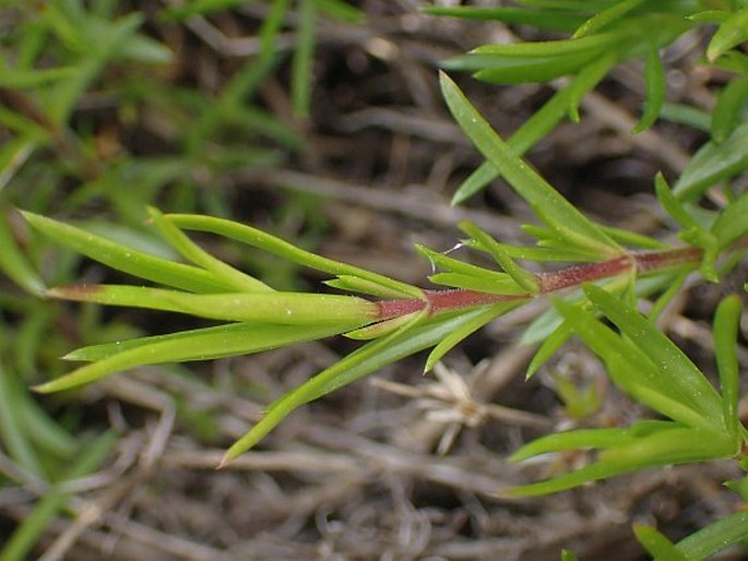 Phlox subulata