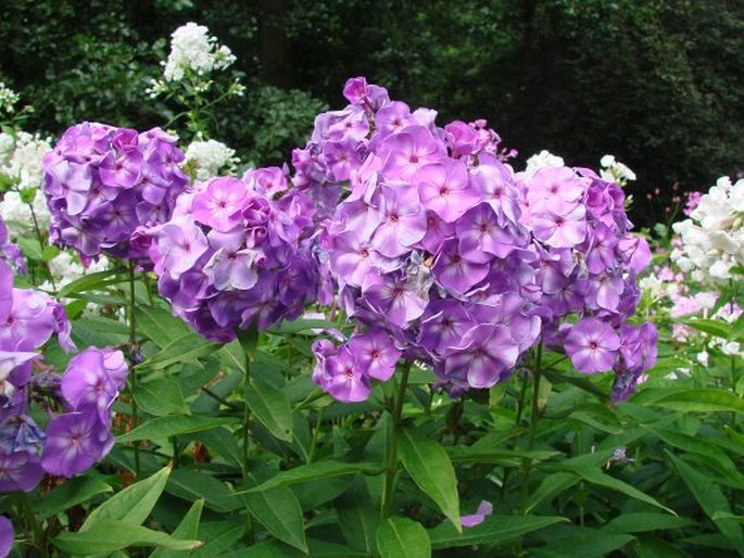 Phlox paniculata