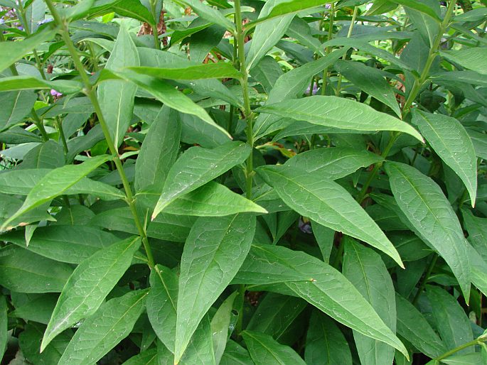 Phlox paniculata