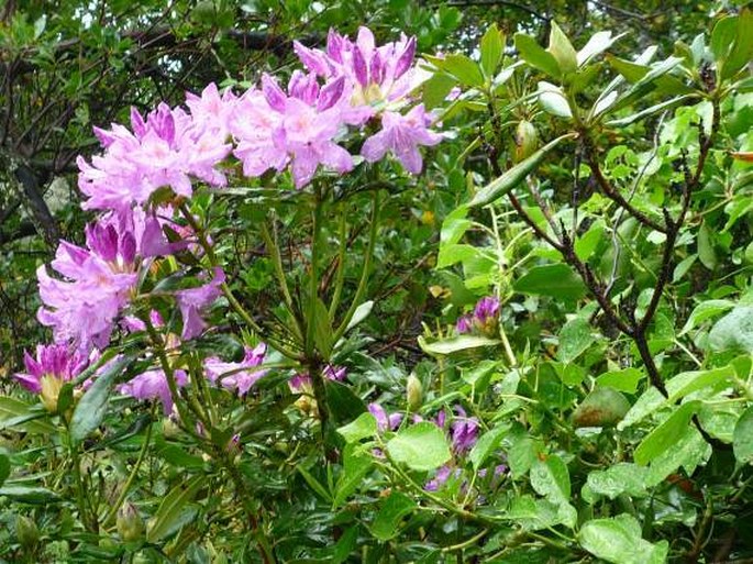 Rhododendron ponticum subsp. baeticum