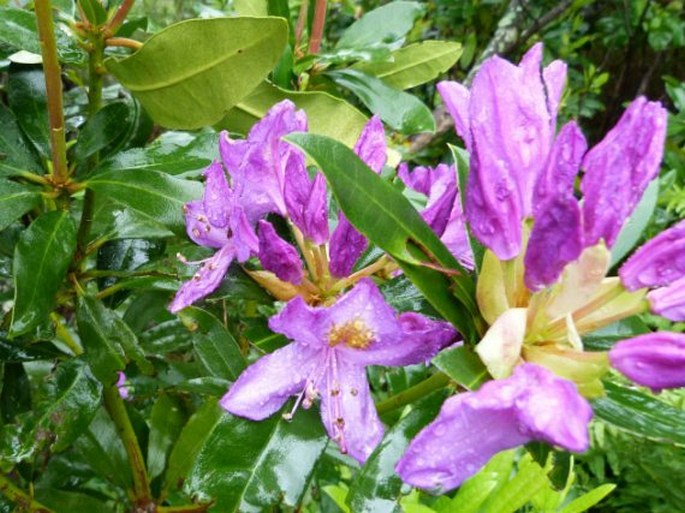 Rhododendron ponticum subsp. baeticum