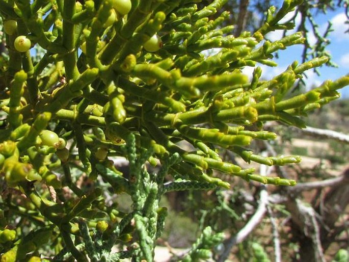 Phoradendron juniperinum