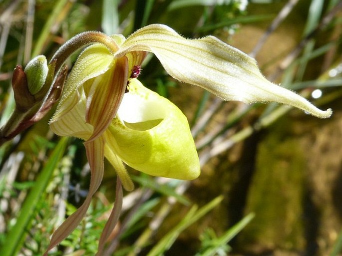 Phragmipedium klotzschianum