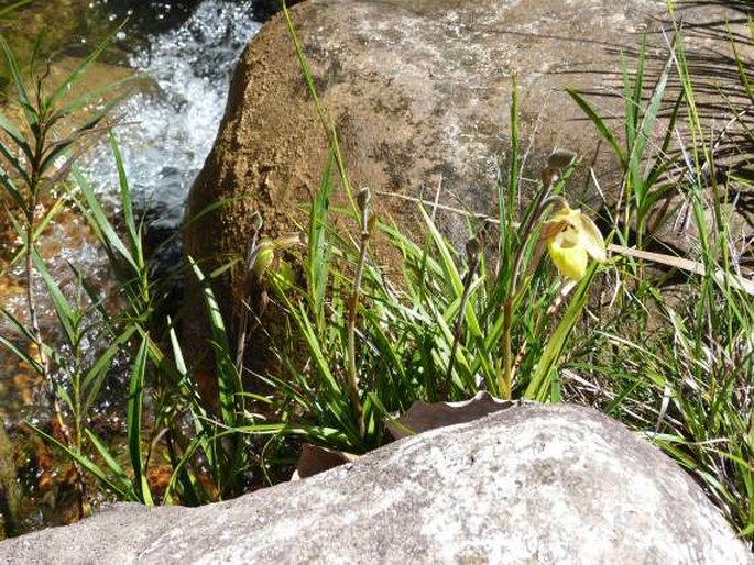 Phragmipedium klotzschianum