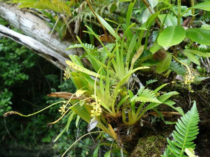 PHREATIA PALAWENSIS (Schltr.) Tuyama