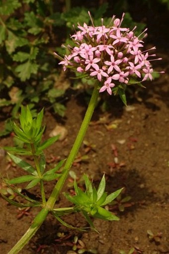 Phuopsis stylosa