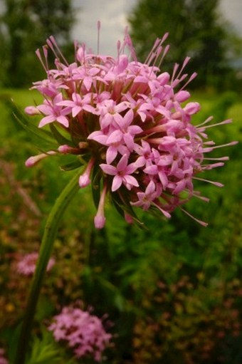 Phuopsis stylosa