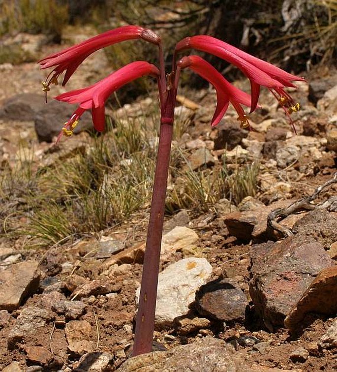 PHYCELLA HERBERTIANA Lindl.