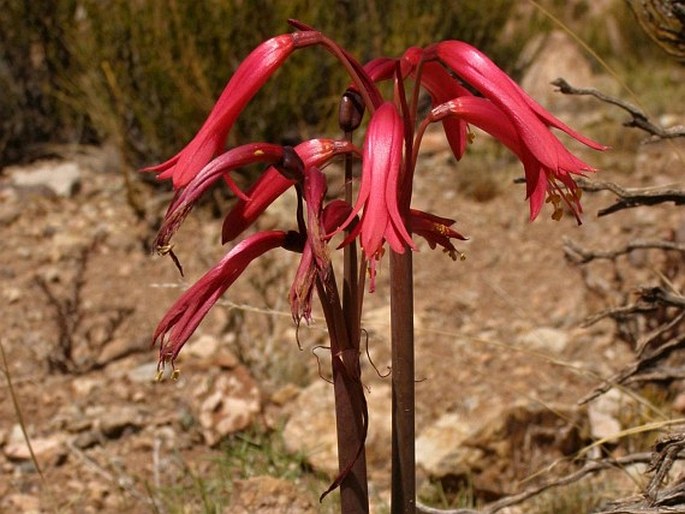 Phycella herbertiana