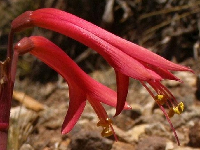 Phycella herbertiana