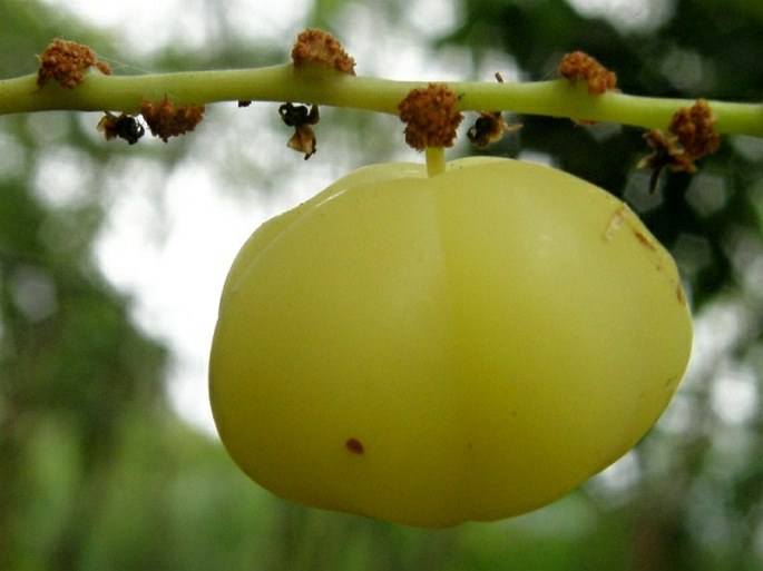 Phyllanthus acidus