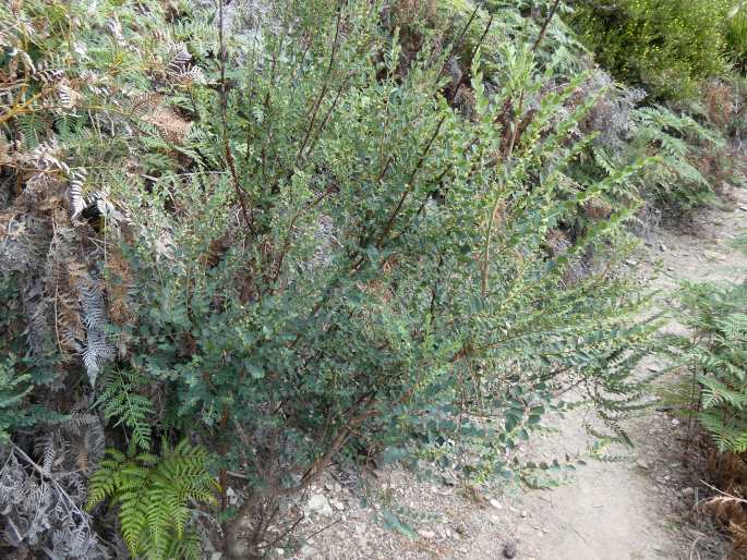 Phyllanthus gunnii