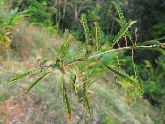 Phyllanthus emblica