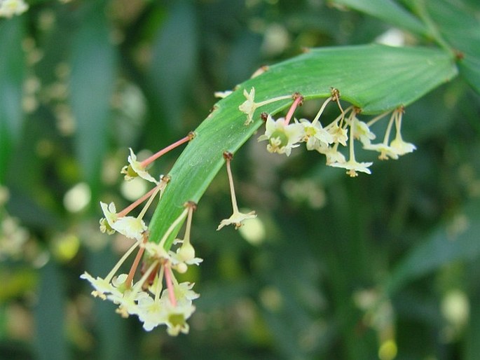 Phyllanthus arbuscula