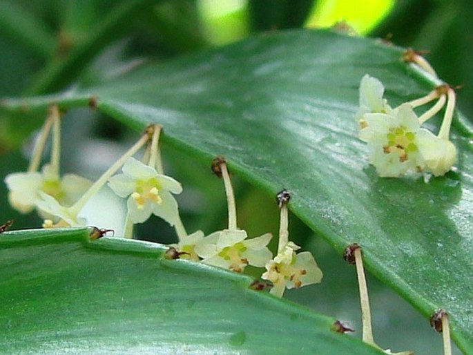 Phyllanthus arbuscula