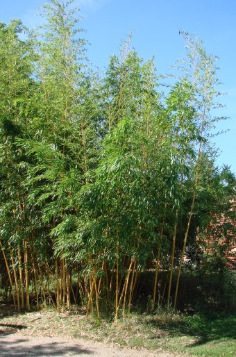 Phyllostachys vivax