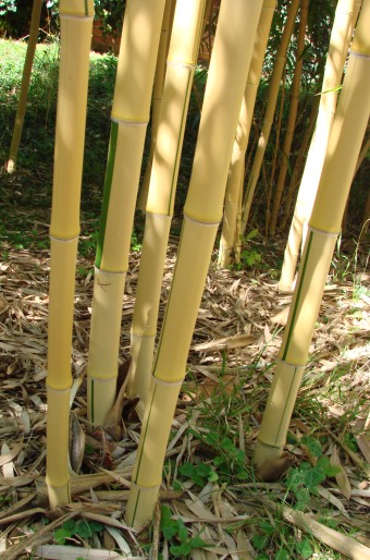 Phyllostachys vivax