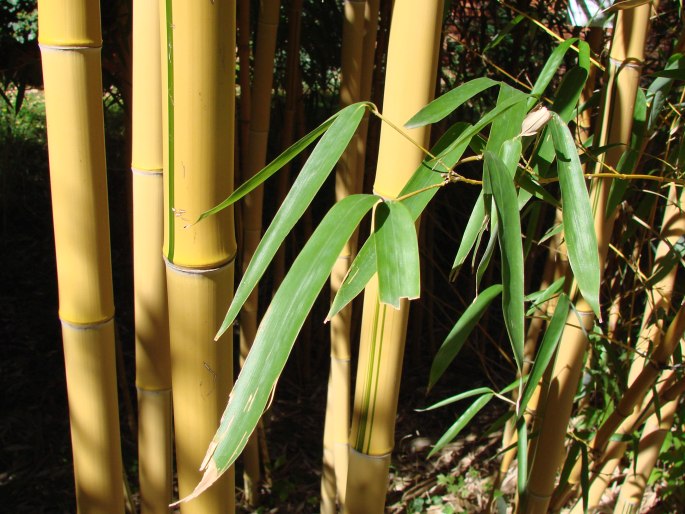 PHYLLOSTACHYS VIVAX McClure