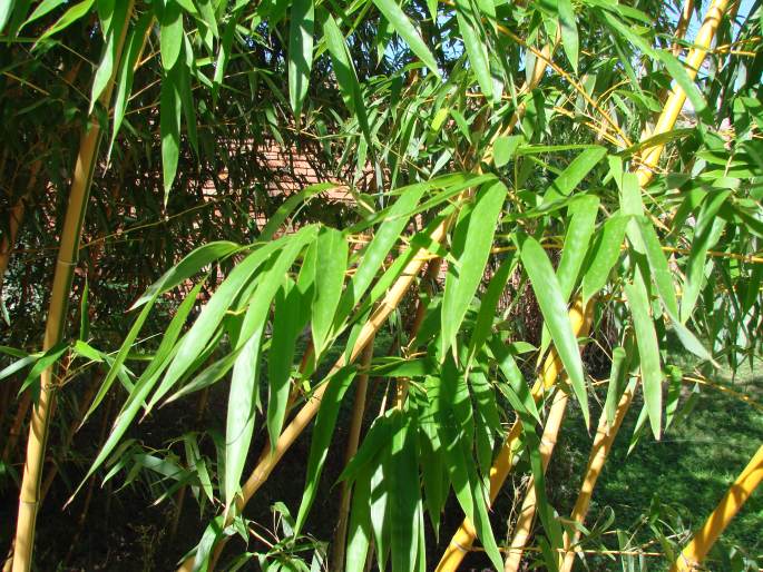 Phyllostachys vivax