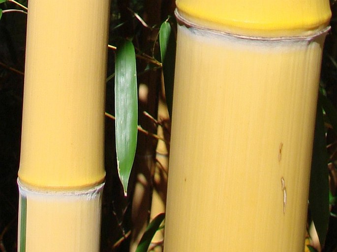 Phyllostachys vivax