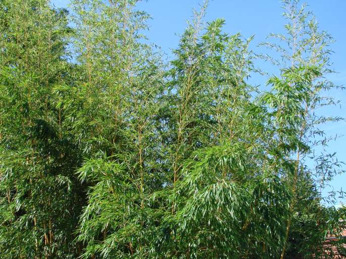 Phyllostachys vivax