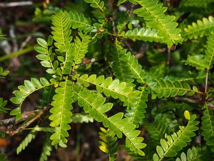 PHYLLANTHUS BALGOOYI Petra Hoffm. et A. J. M. Baker