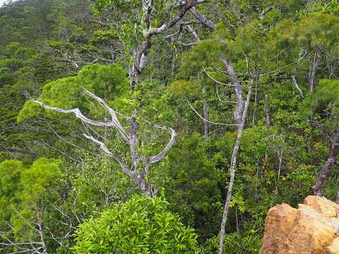 Phyllanthus balgooyi