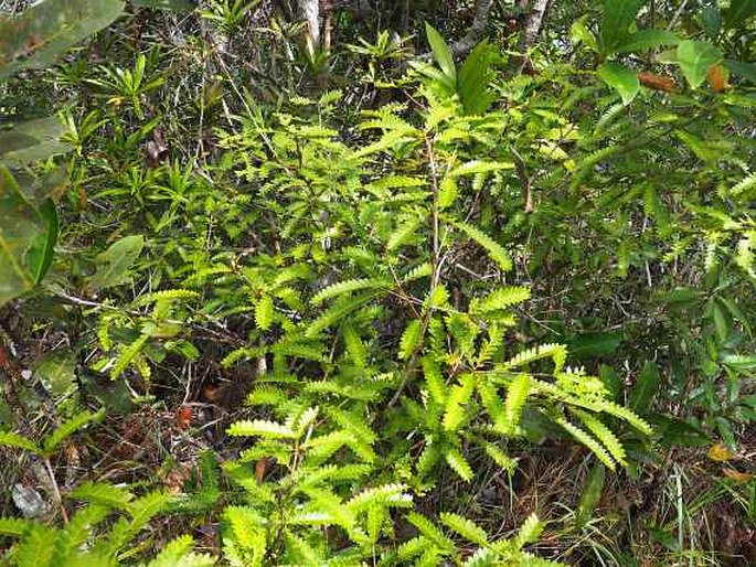 Phyllanthus balgooyi