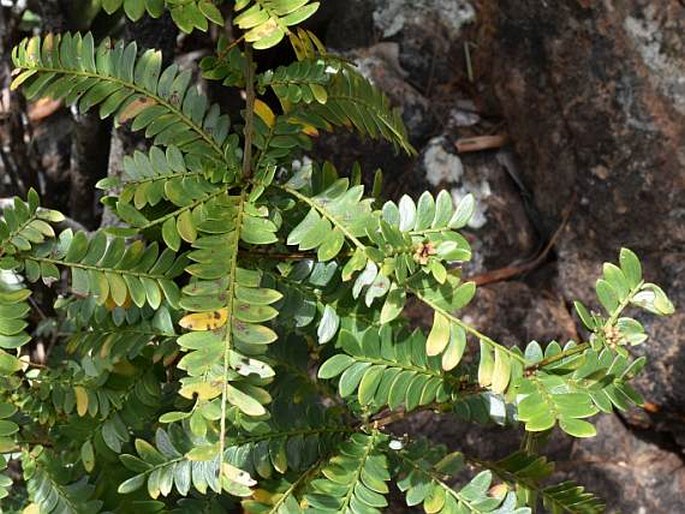 Phyllanthus balgooyi
