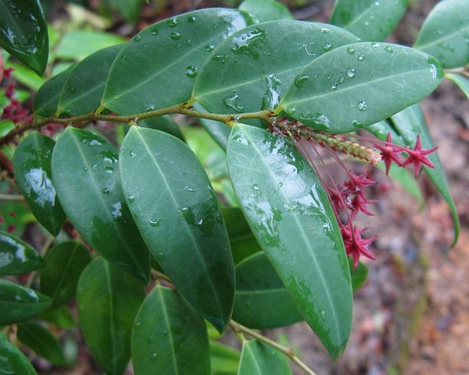 PHYLLANTHUS ELEGANS Wall. ex Müll. Arg.