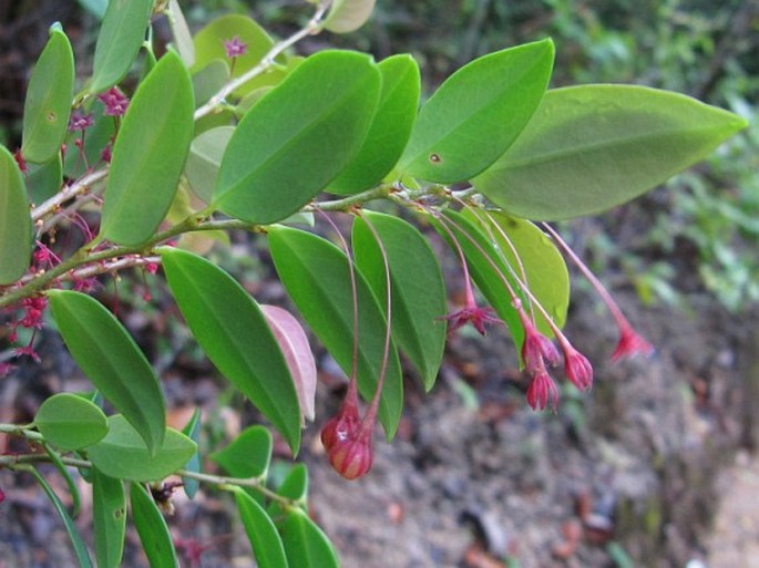 Phyllanthus elegans