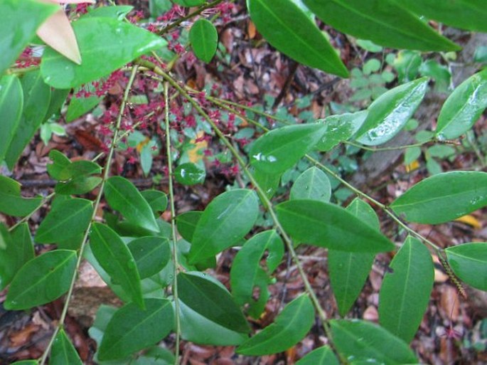 Phyllanthus elegans