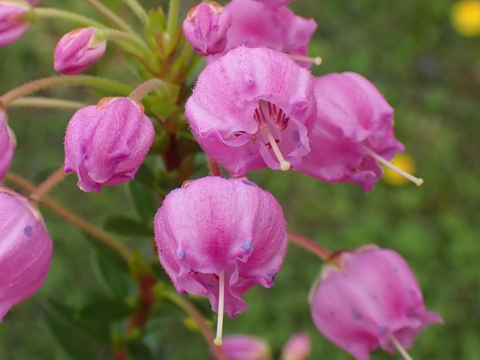 Phylliopsis hillieri