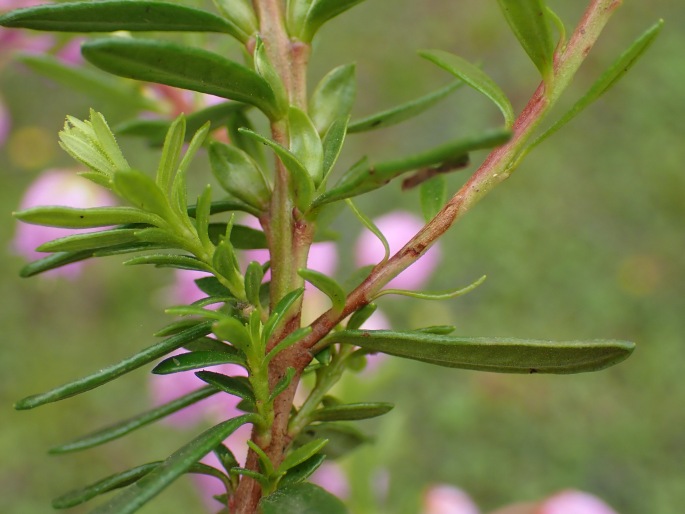 Phylliopsis hillieri