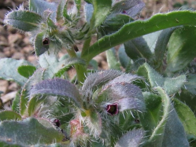 Anchusa aucheri