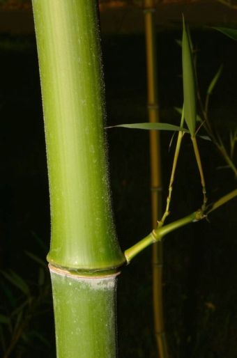 Phyllostachys aureosulcata