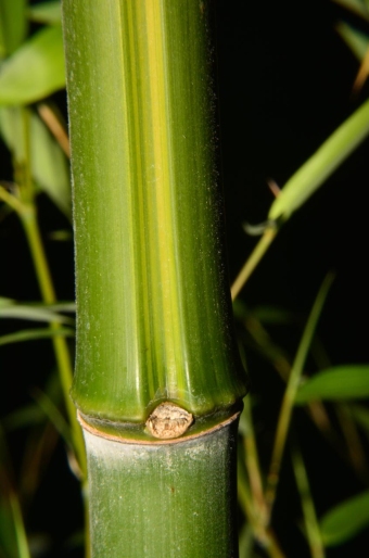 Phyllostachys aureosulcata