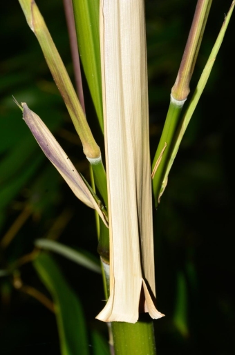 Phyllostachys aureosulcata