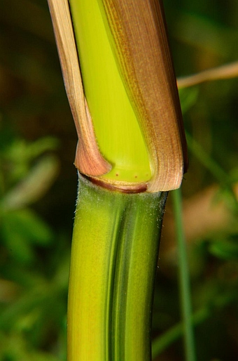 Phyllostachys aureosulcata