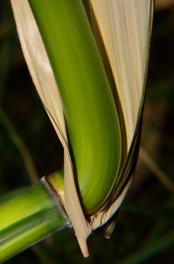 Phyllostachys aureosulcata