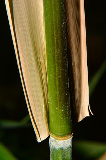 Phyllostachys aureosulcata