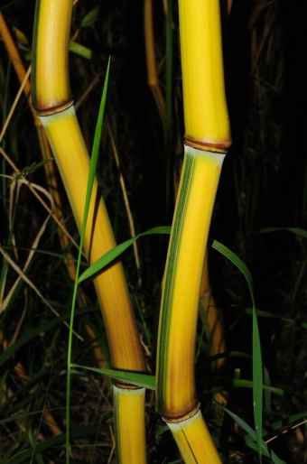 Phyllostachys aureosulcata