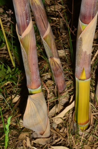 Phyllostachys aureosulcata